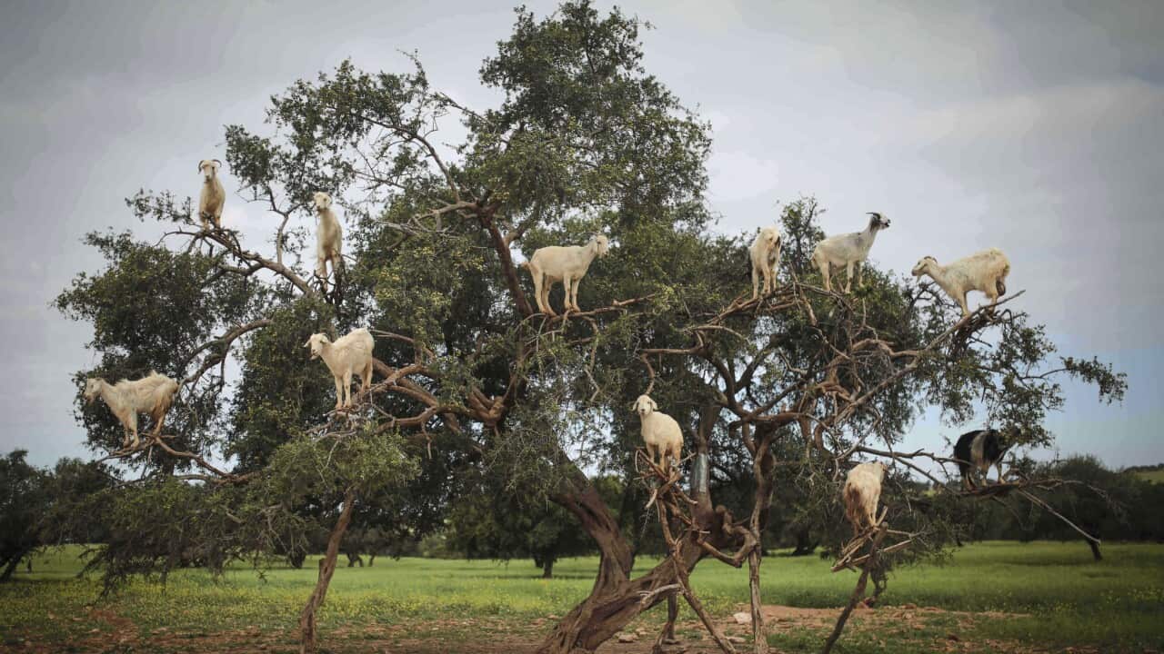 Argan tree