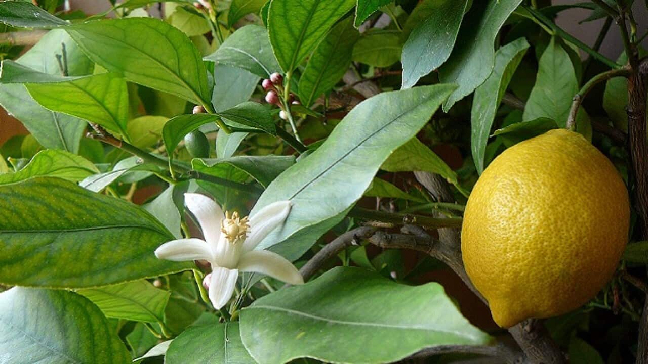 Lemon tree.