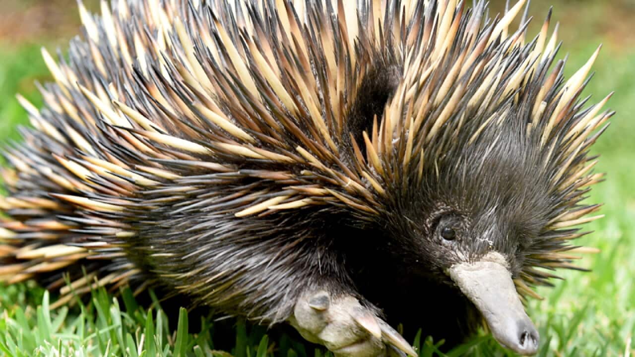 Piggie the echidna at Currumbin Wildlife Sanctuary