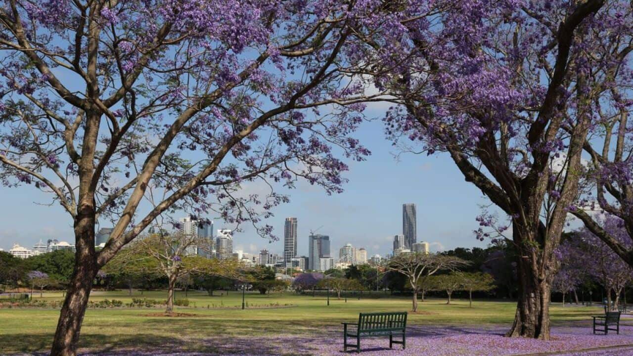 Jacaranda in Brisbane