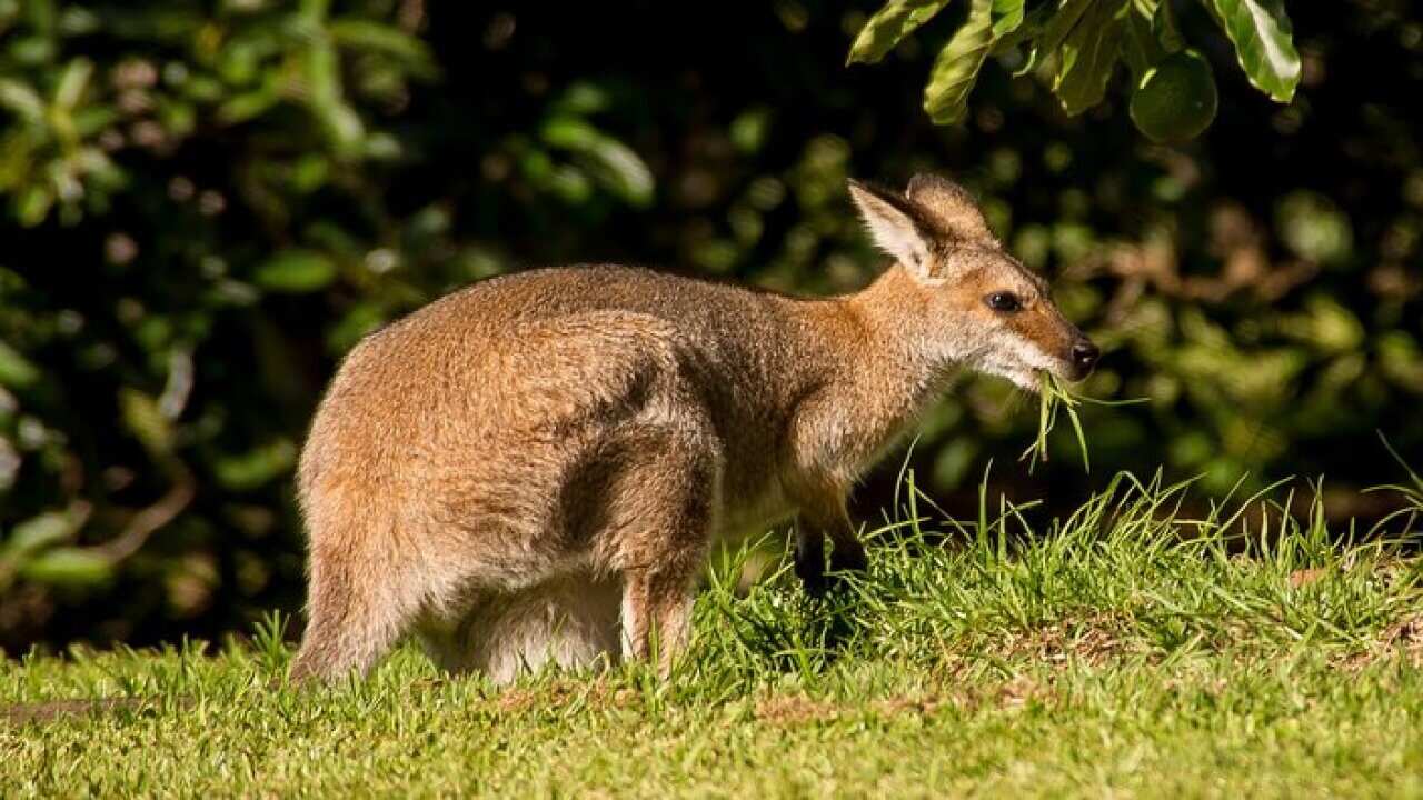 A Wallabie eating grass