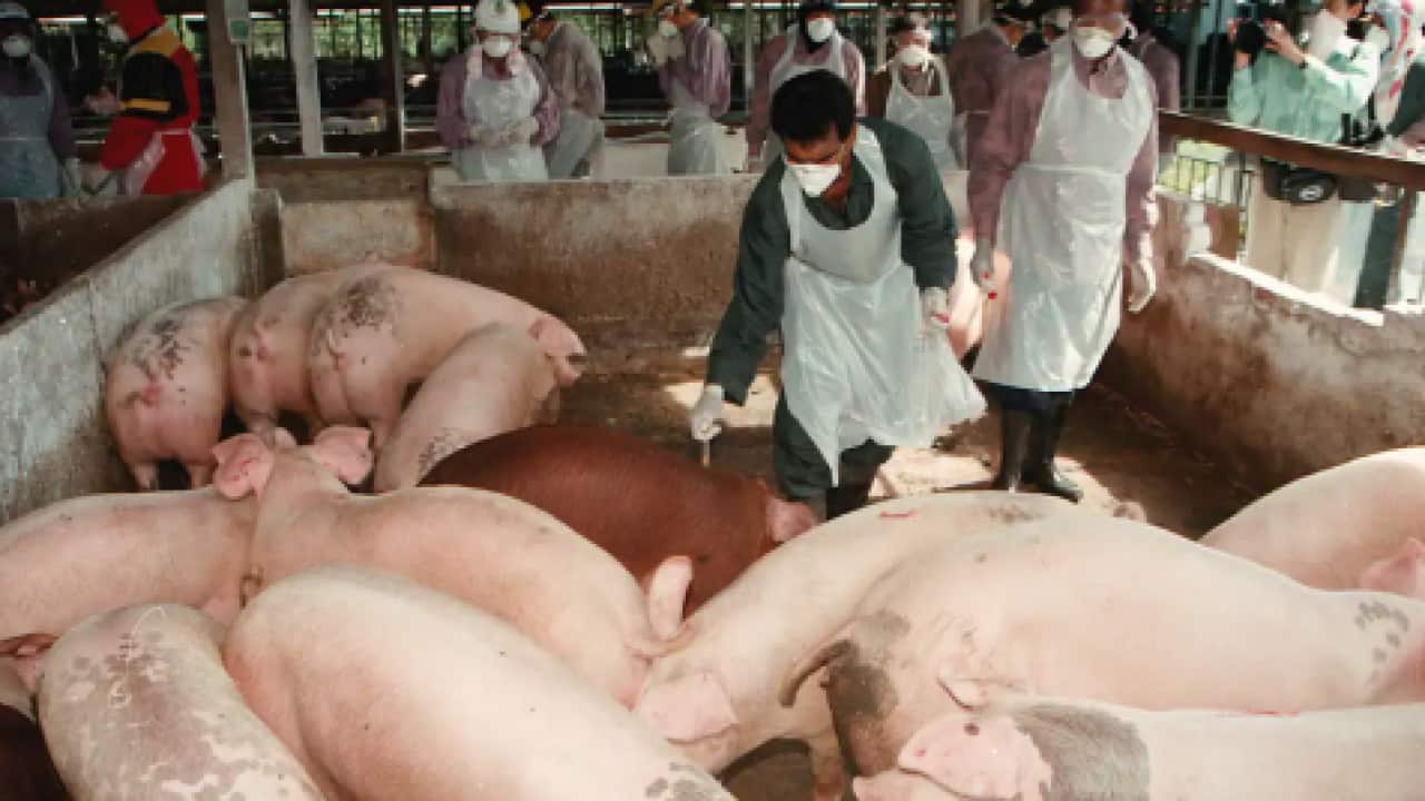 Malaysian vets vaccinate pigs to prevent Japanese encephalitis virus during an outbreak in 1999.