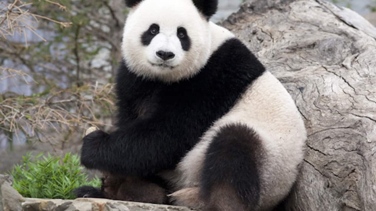 SA zoo hopes to produce Panda baby