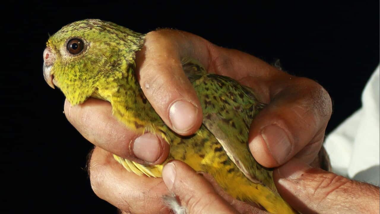 Rachel_Murphy_Night_Parrot.jpg