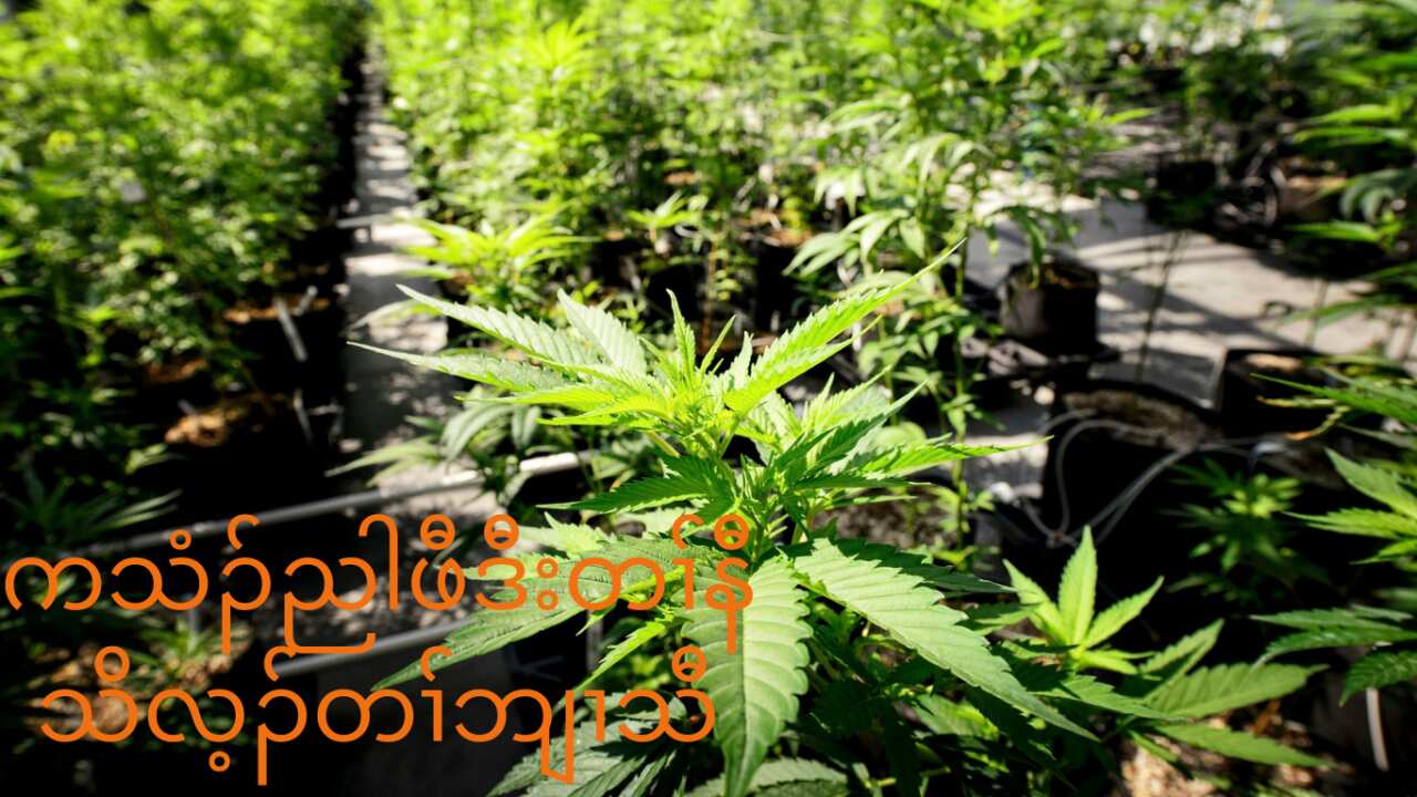 Medical marijuana being grown in a greenhouse (AAP)