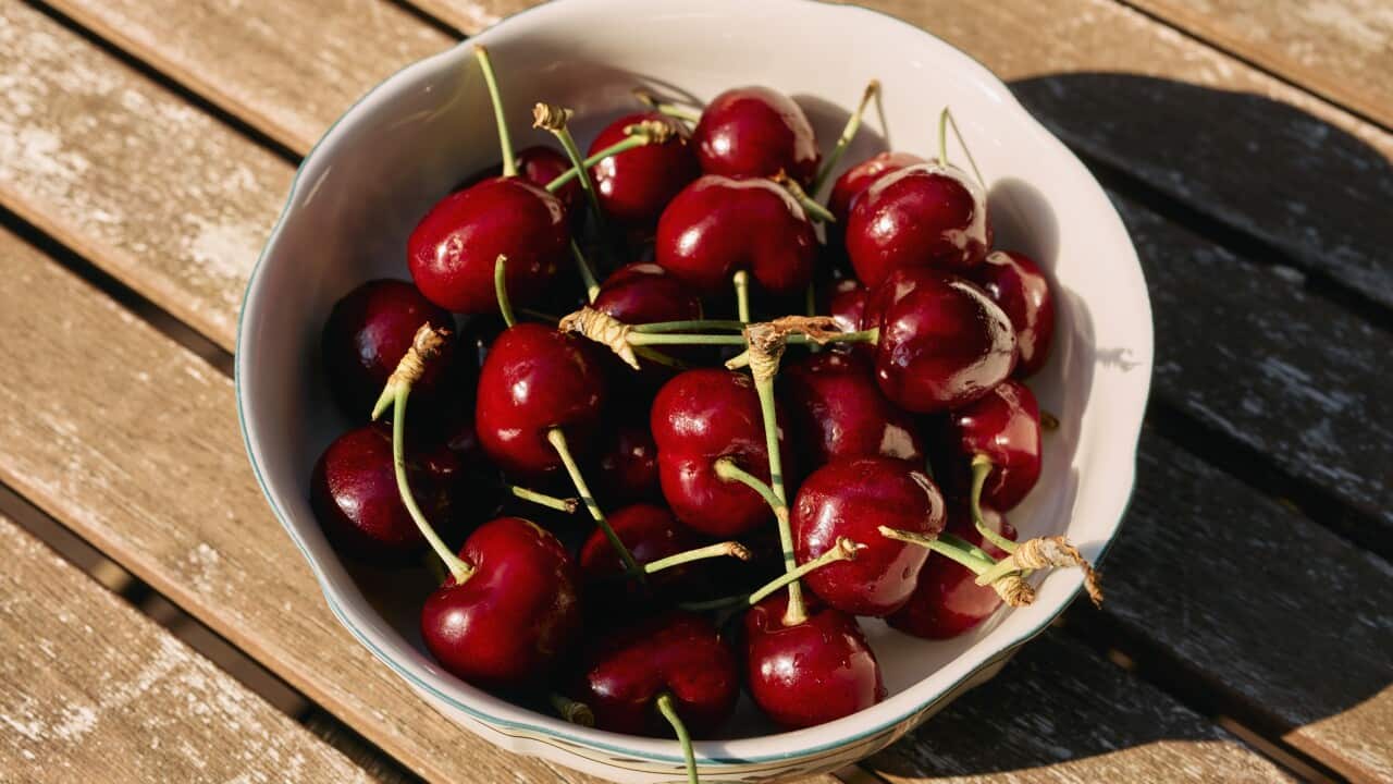 Still life close up vibrant red cherries in bowl on sunny table
