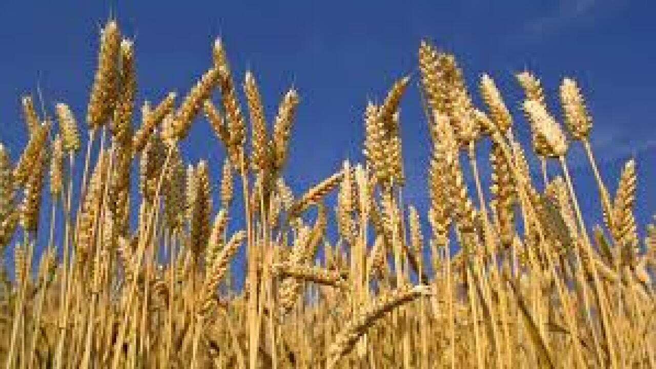 Wheat