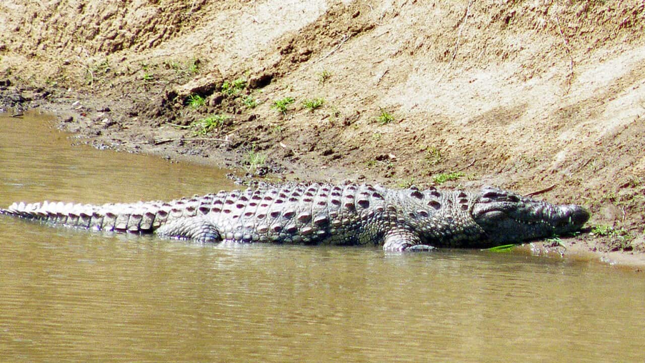 Le crocodile s'était rapproché de la voiture où se réfugiait les deux hommes et leur chien