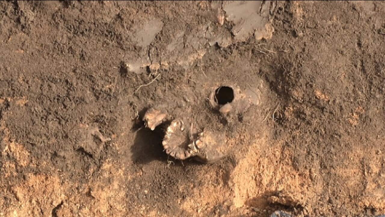 A skull at the excavation site SBS Ashford.jpg