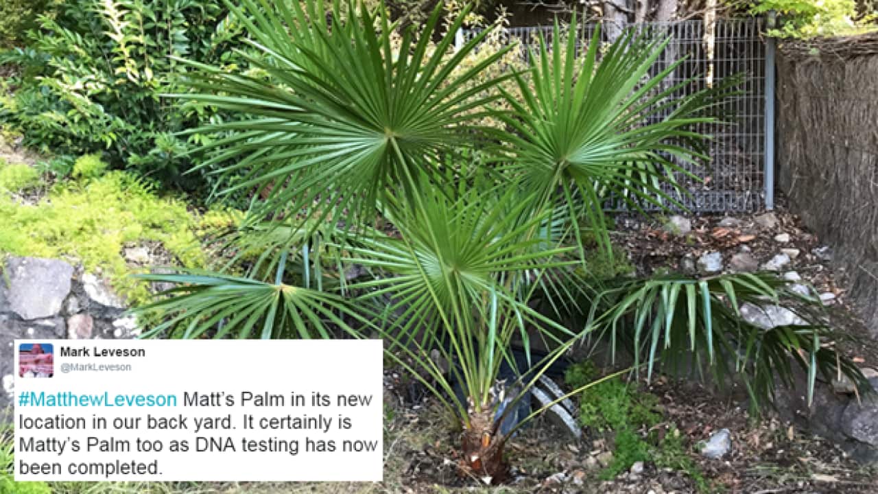 Mark Leveson posted an image of 'Matt's Palm' to his Twitter account.