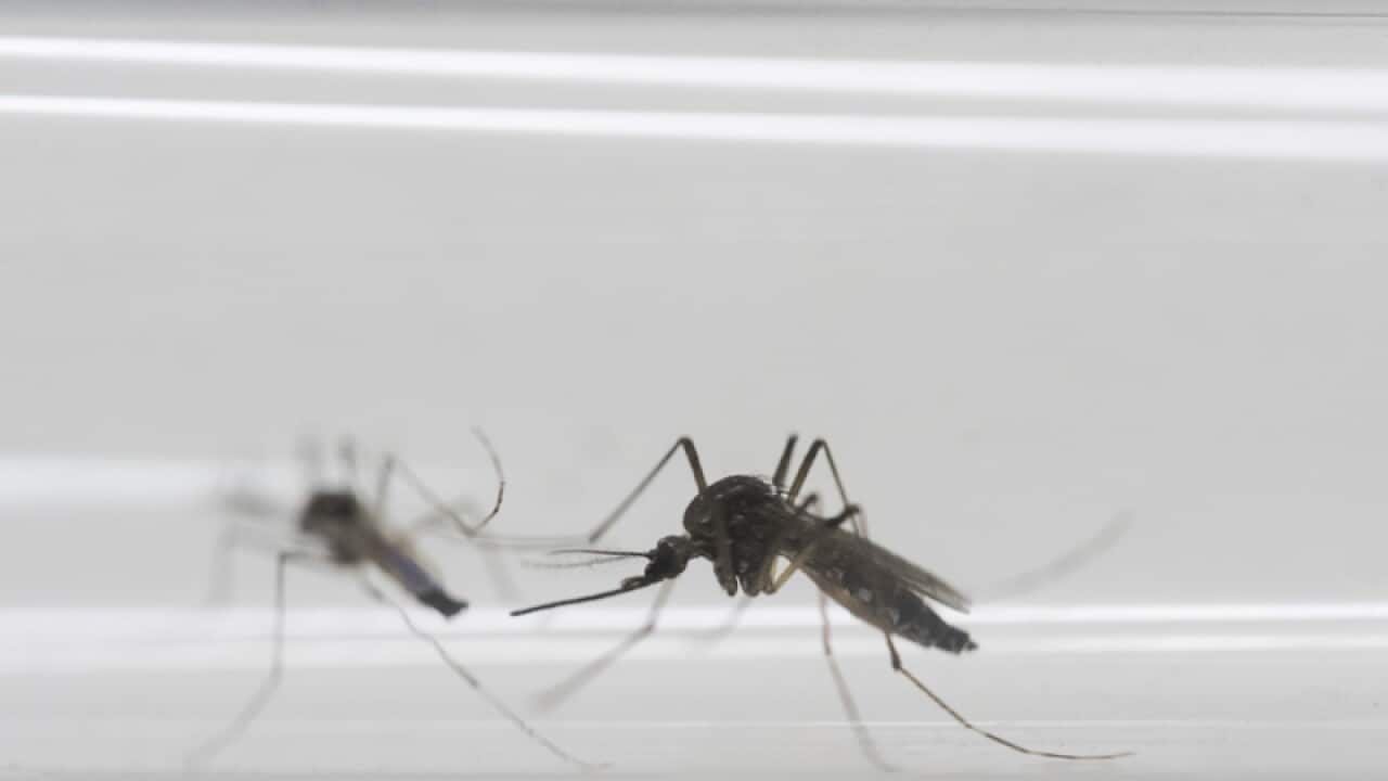 Aedes aegypti mosquitoes