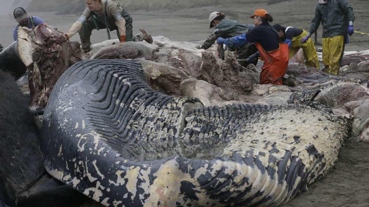 Veterinarians work on removing pieces from the carcass of a blue whale