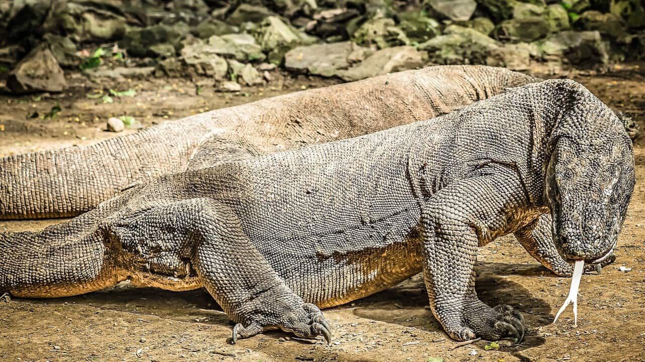 Komodo dragon