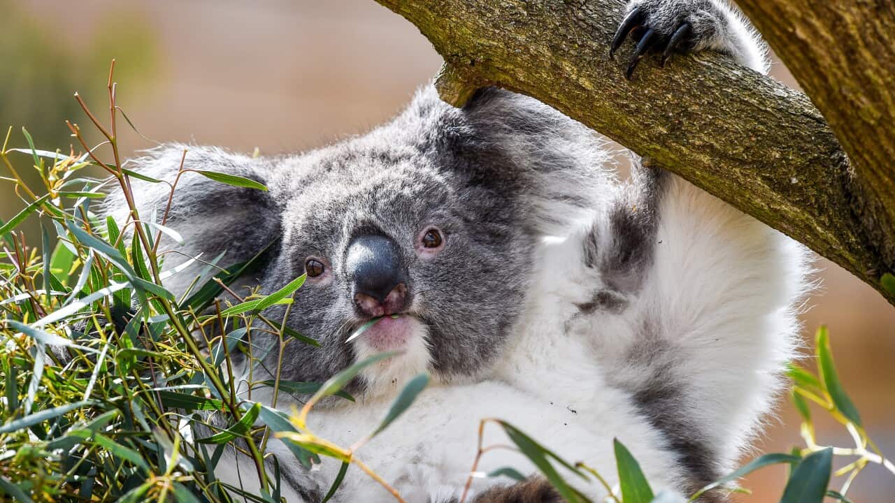 Scientists have warned up to 17 native species in Australia are facing the threat of extinction