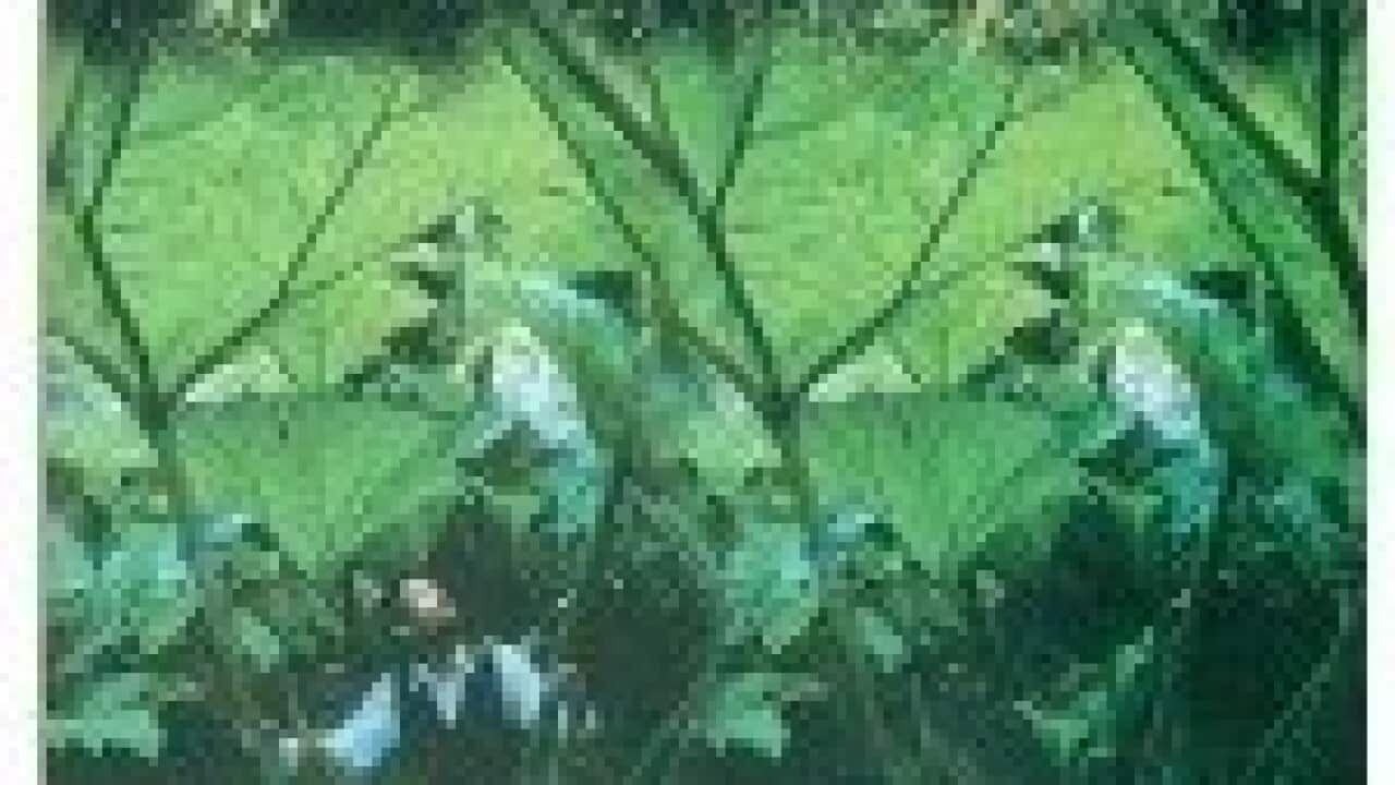 Bengali novel - Aranyak