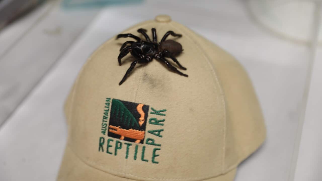 A very large funnelweb spider donated to the Australian Reptile Park