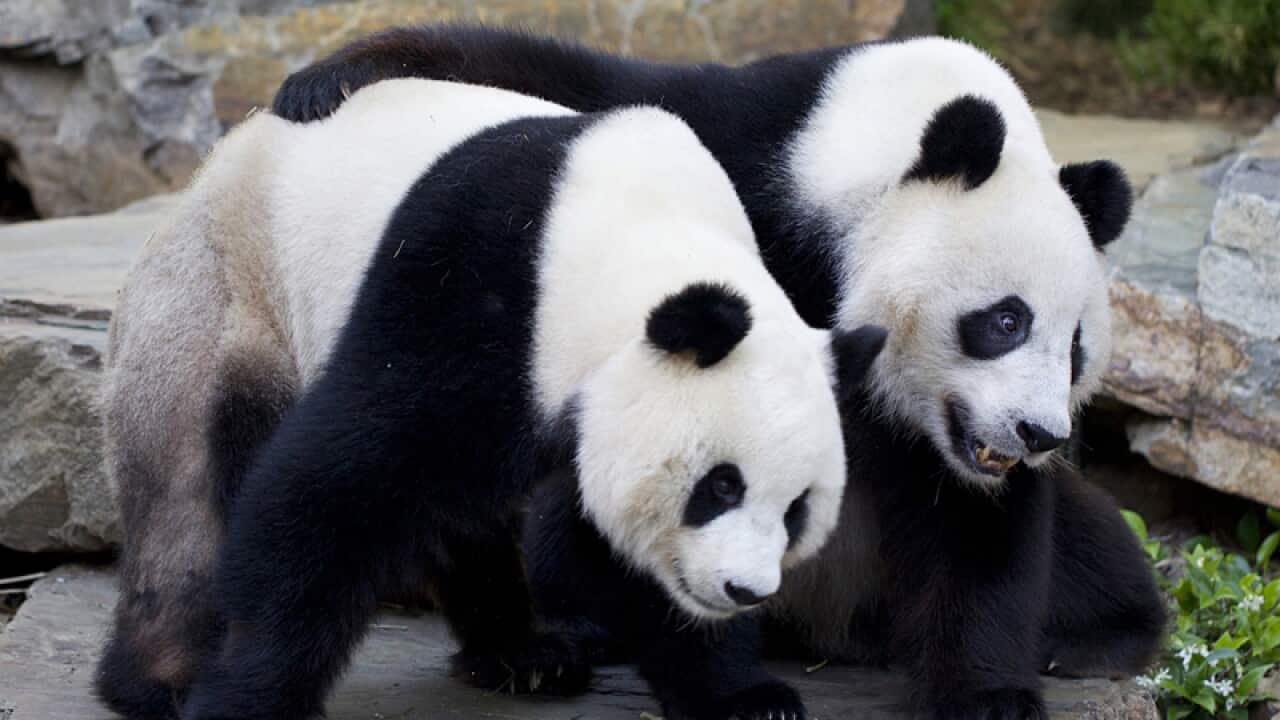 Adelaide Zoo's two giant pandas, Wang Wang and Funi