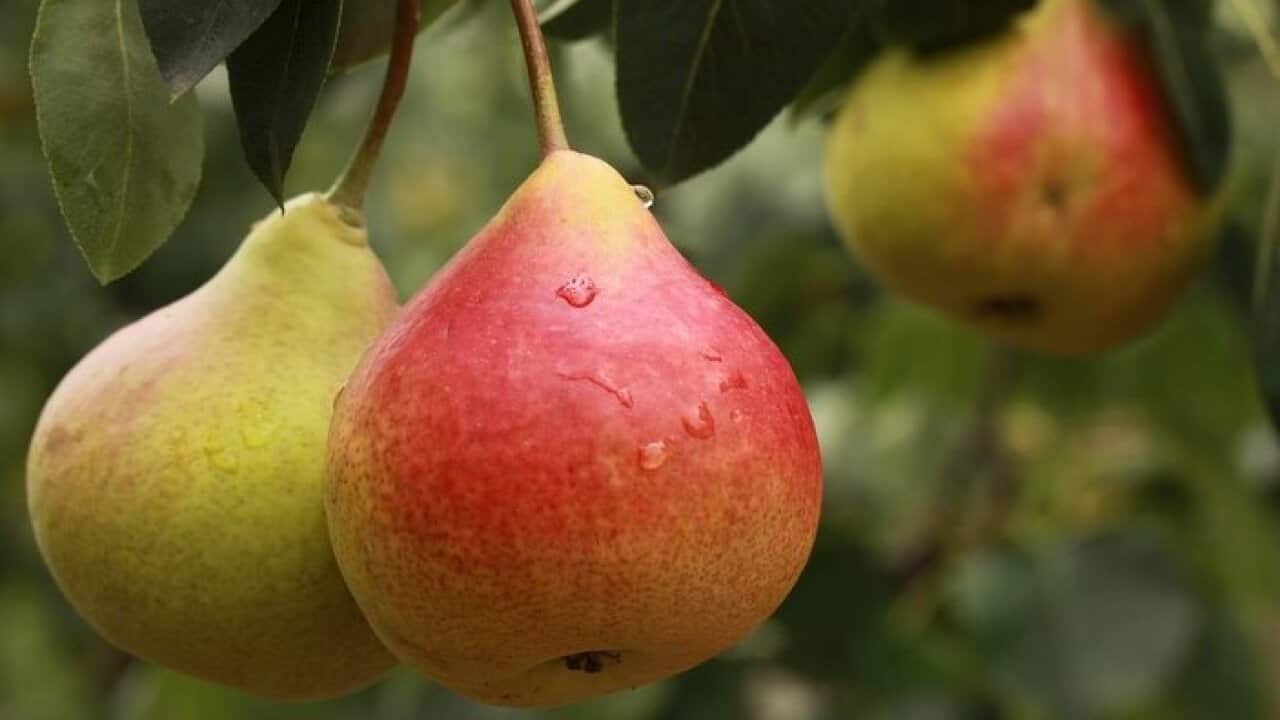 Pears