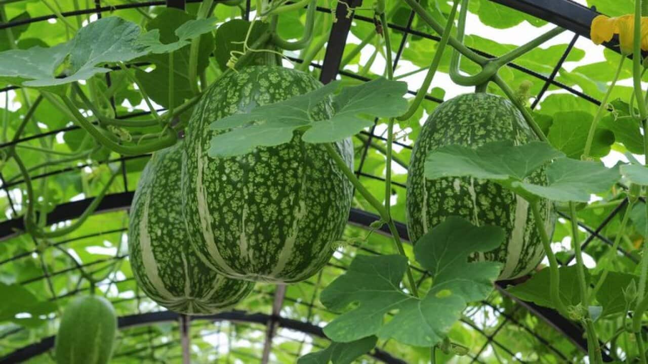 Malabar Gourd or Fig Leaf Gourd (Cucurbita ficifolia)