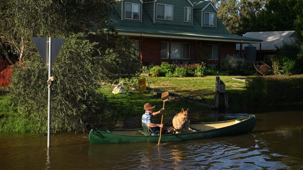A man and a dog canoeing through flood water
