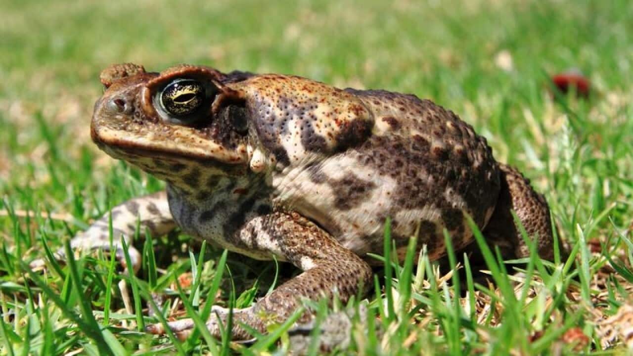 cane toad