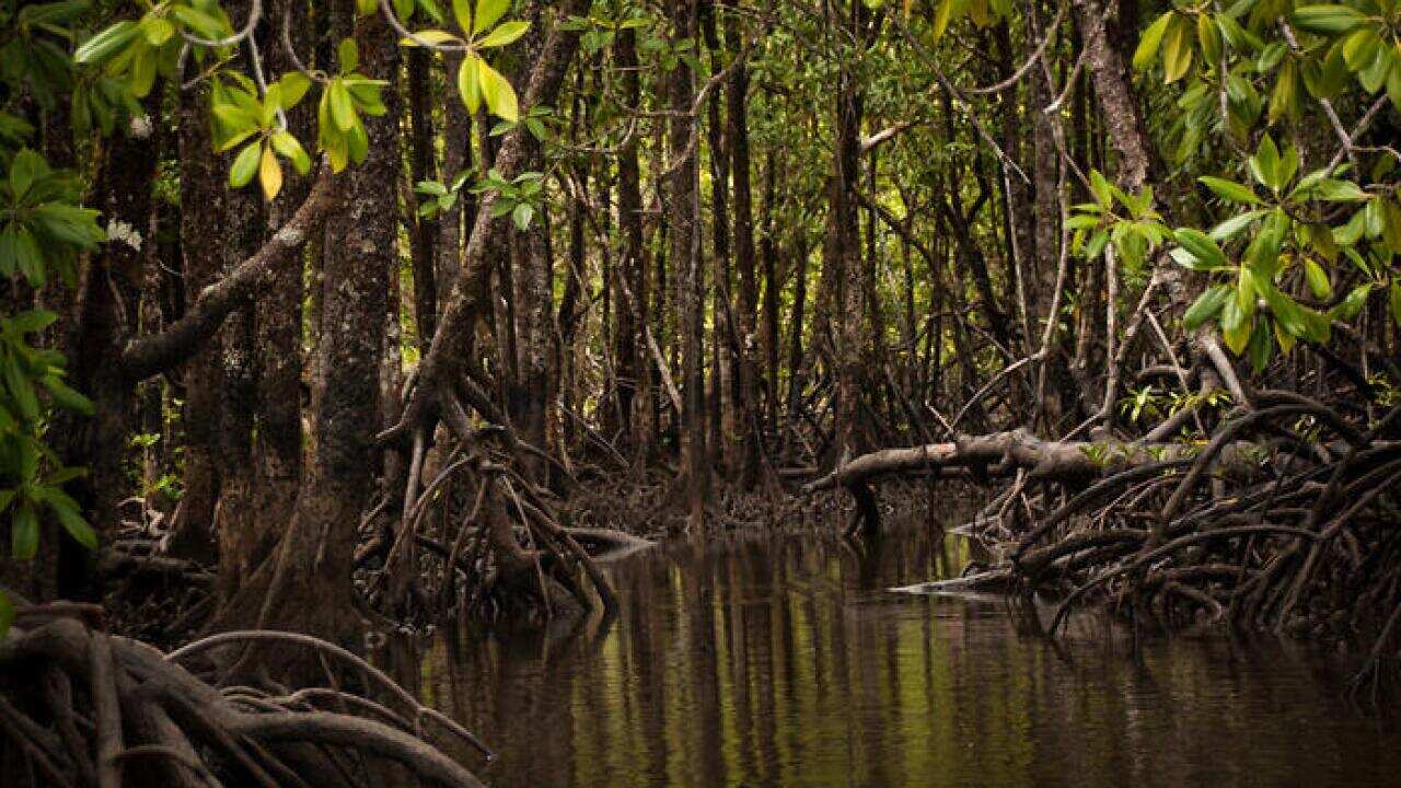 ellen witte coastal living too risky in future