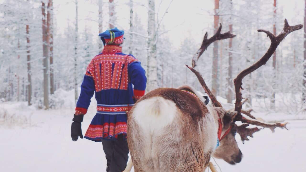 Rear View Of Man Walking With Reindeer In Snow Forest