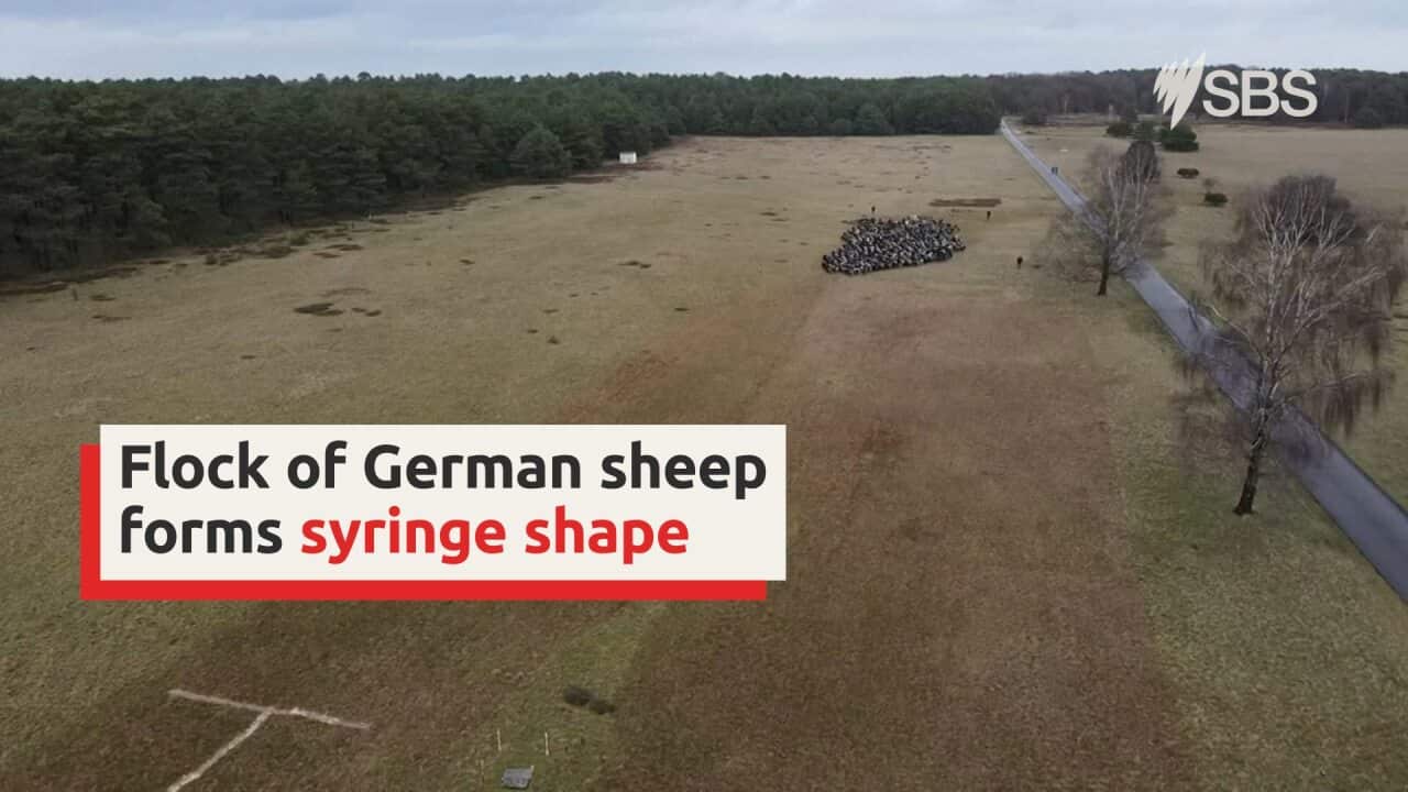 Say it with sheep? German flock forms syringe shape in COVID jab push