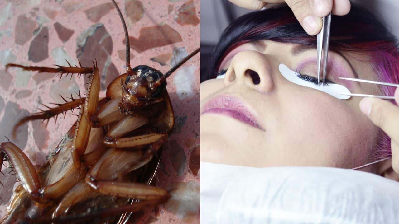 Phát hiện gián trong một cơ sở làm đẹp trái phép ở Springvale - nhiều khách hàng có nguy cơ nhiễm viêm gan và HIV.