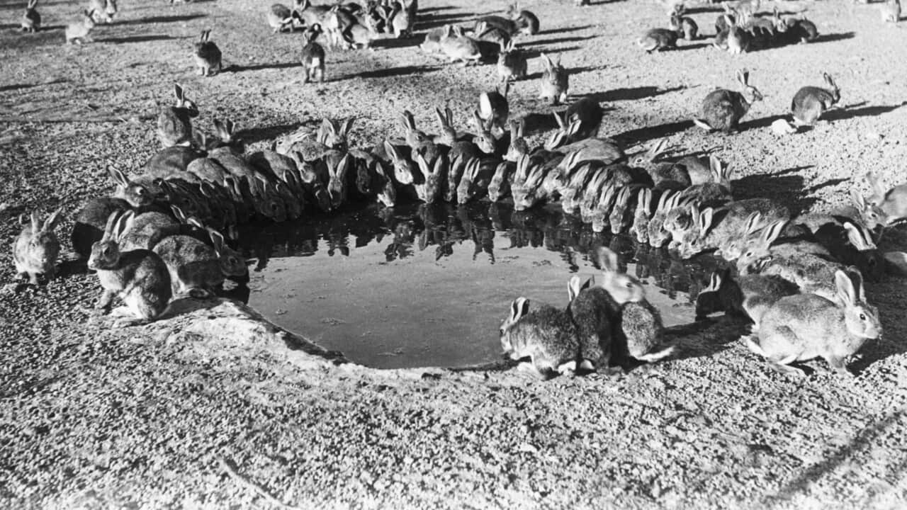 Wild Rabbits Drinking at Water Hole