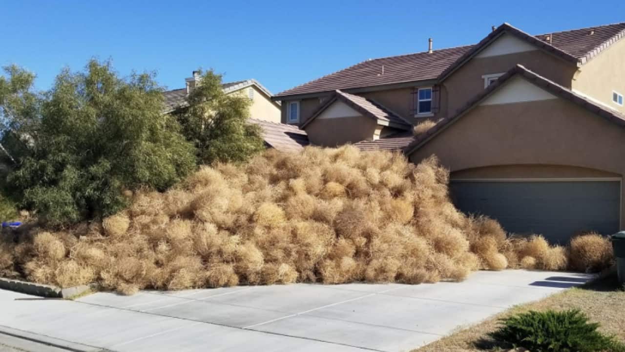 Tumbleweeds in Victorville.