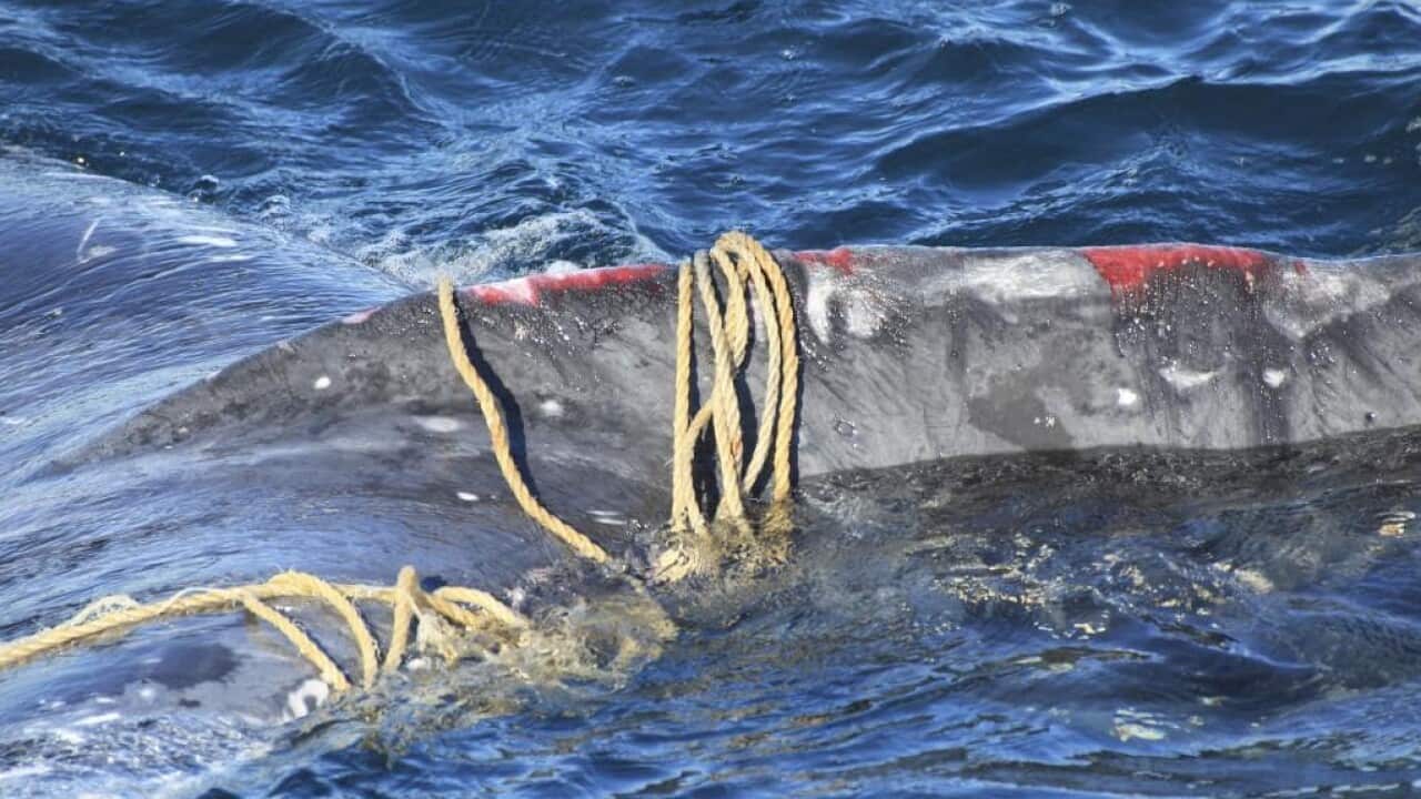 An image of the trapped whale off Bondi Beach