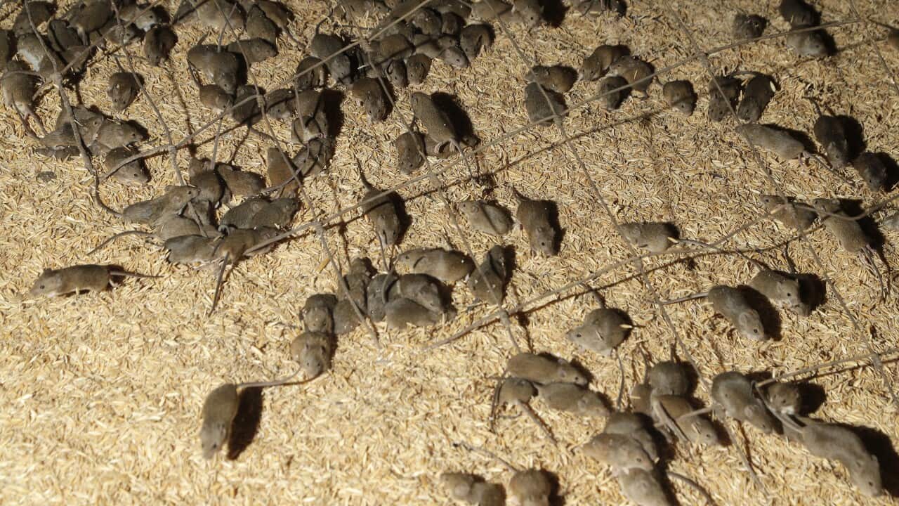 Mice scurry around stored grain on a farm near Tottenham, Australia, Wednesday, May 19, 2021.