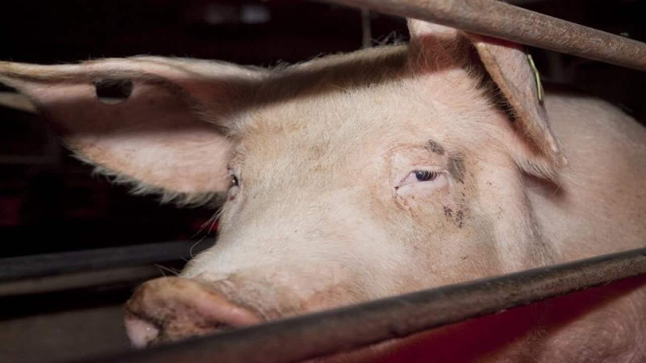 Pig in stall at piggery.