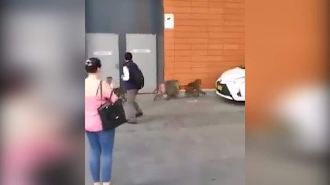 A still from a Facebook video showing the baboons.