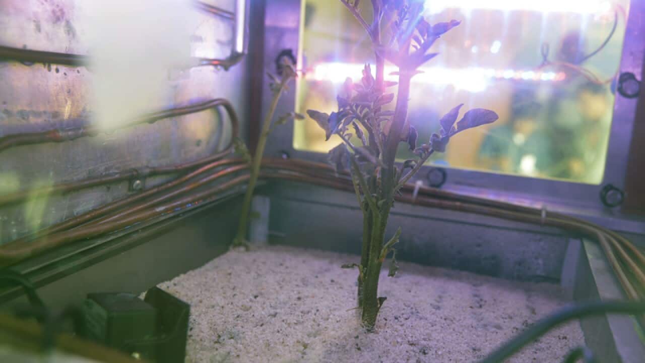 A potato plant