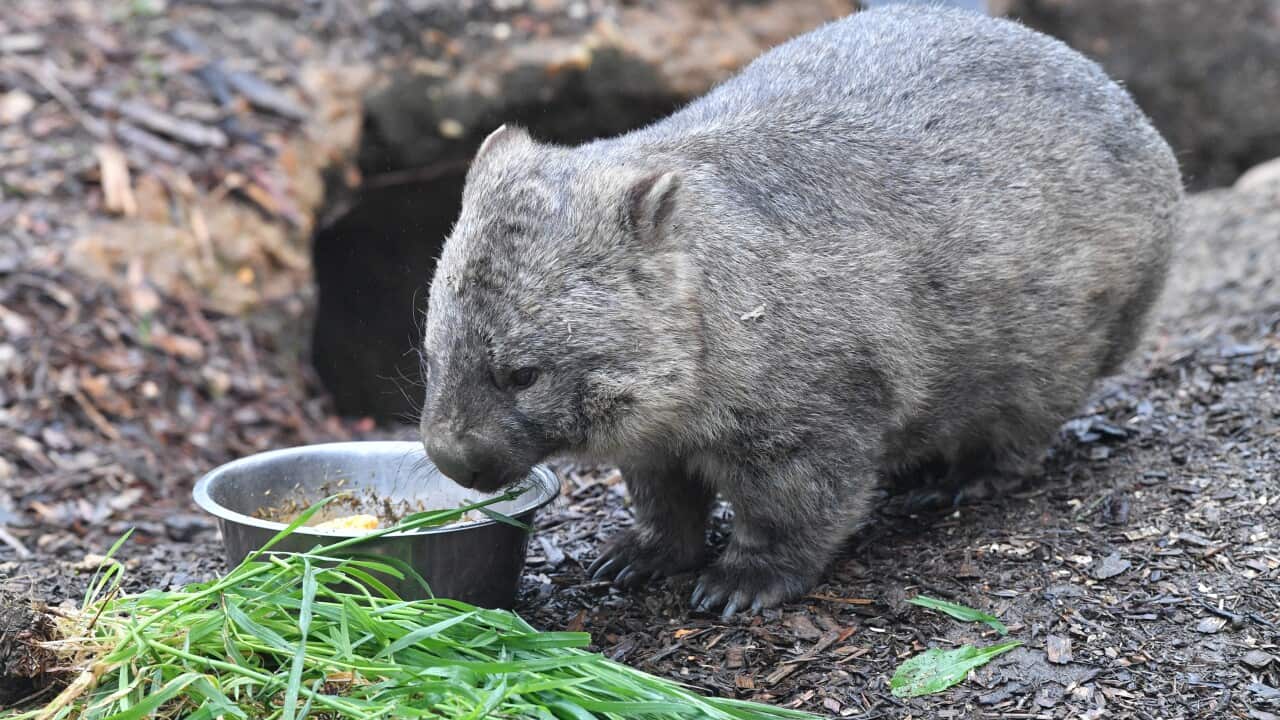 A wombat joey eating from a bowl.