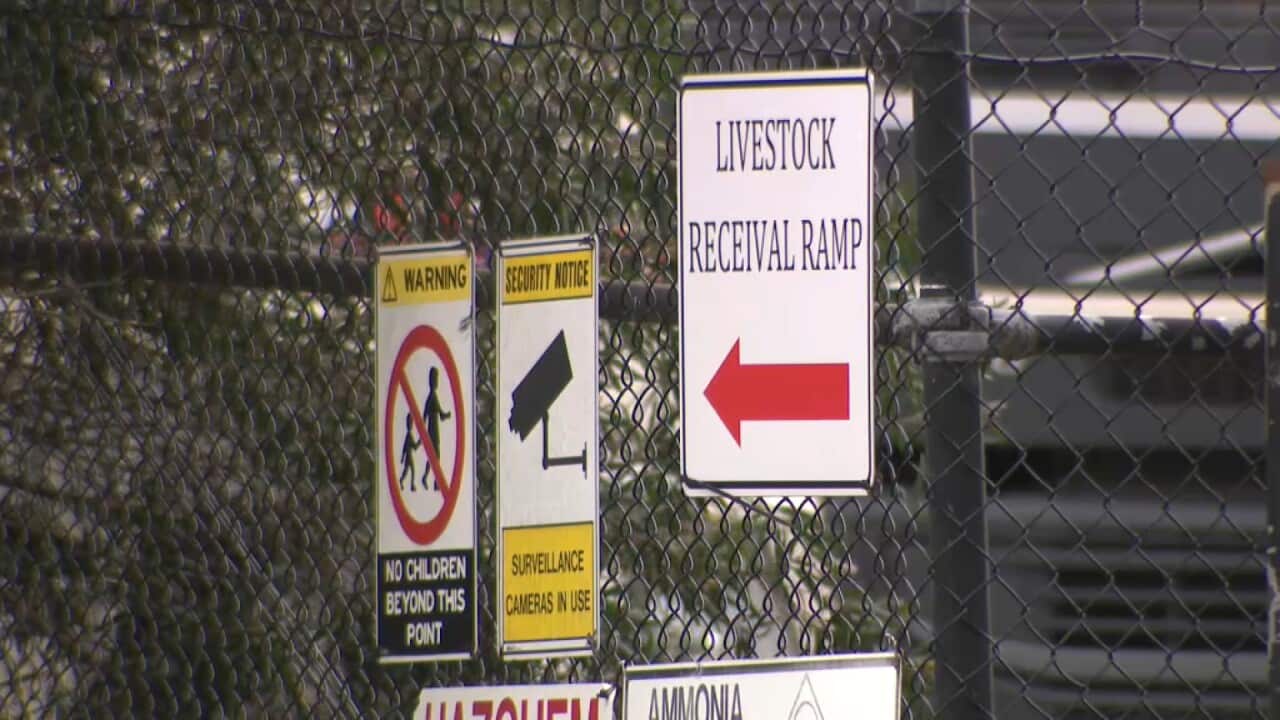 Stock photo of an abattoir - Australia SBS.jpg