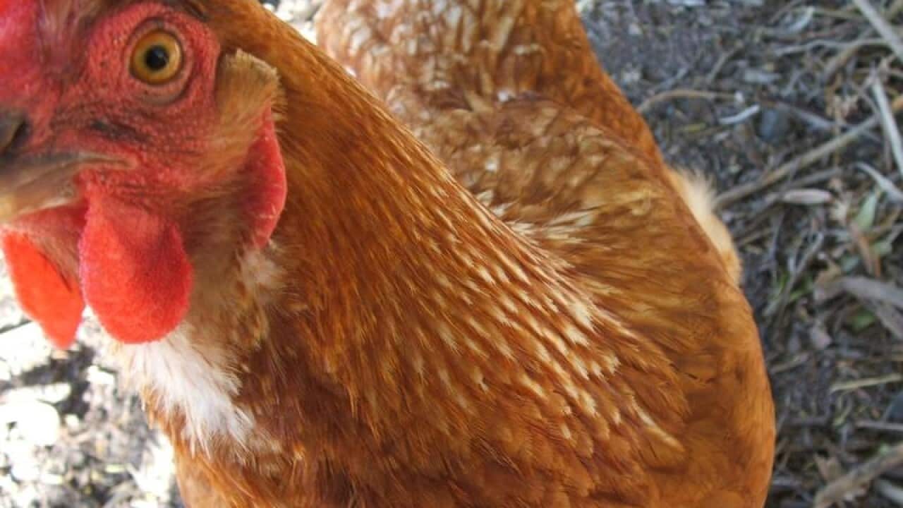chicken
