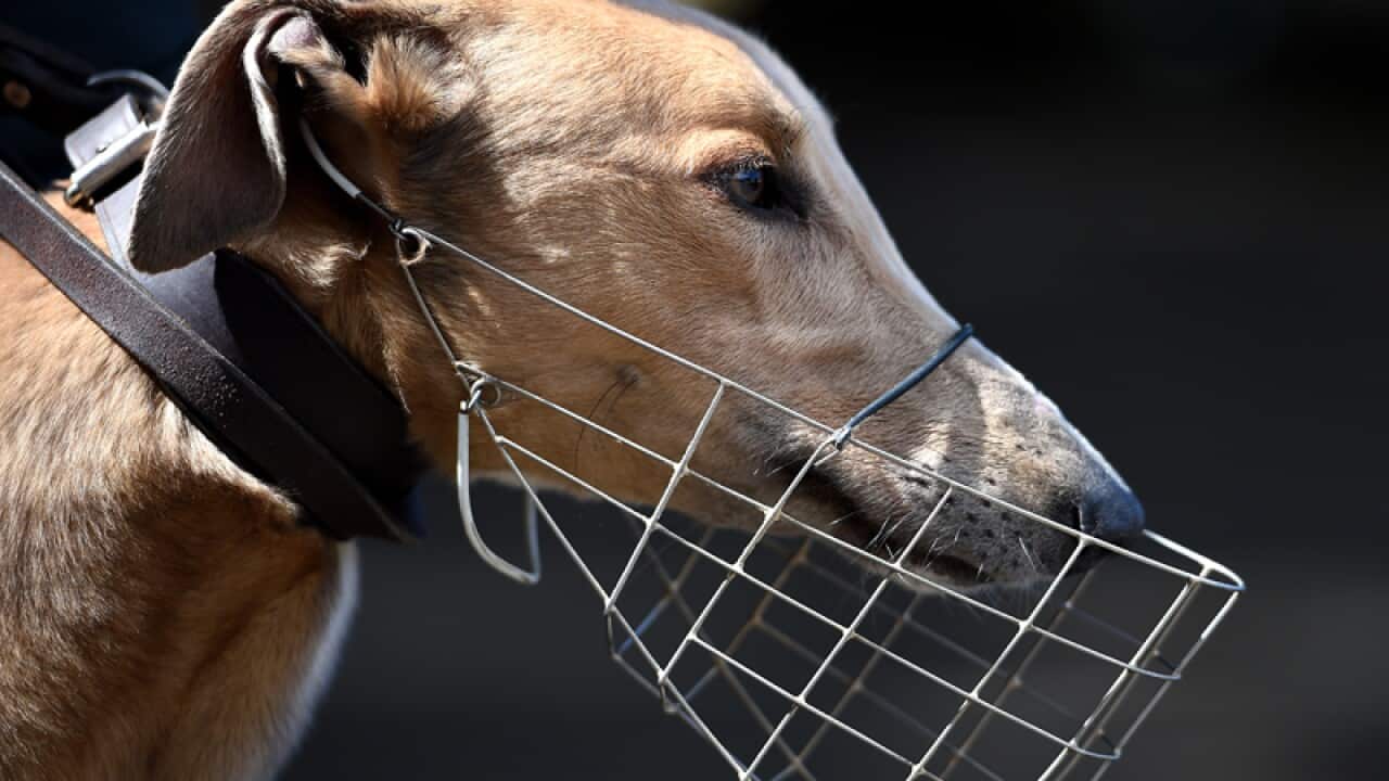 Jett the greyhound