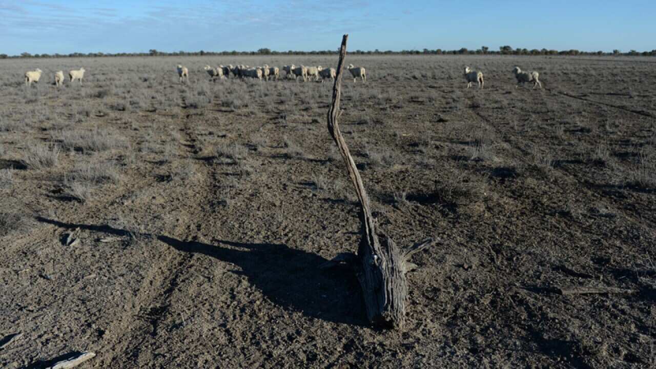 Marino sheep in a dry paddock at a property near Lightning Ridge
