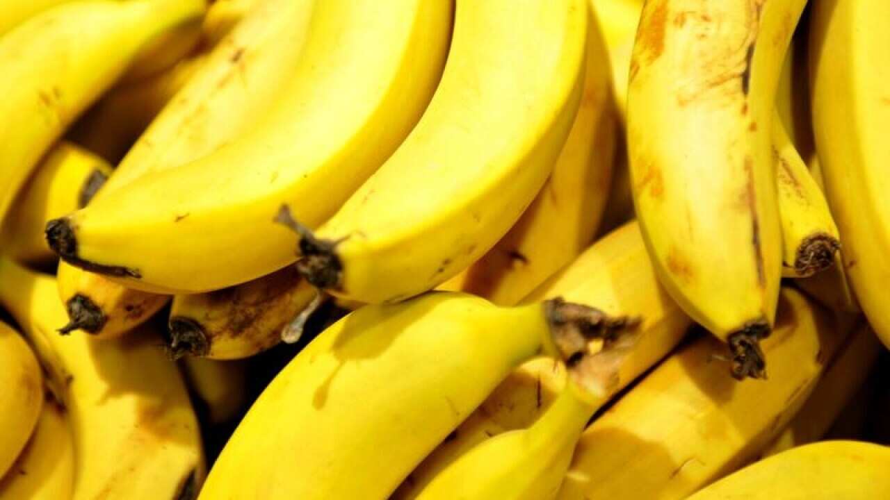 Bananas in a supermarket in Canberra