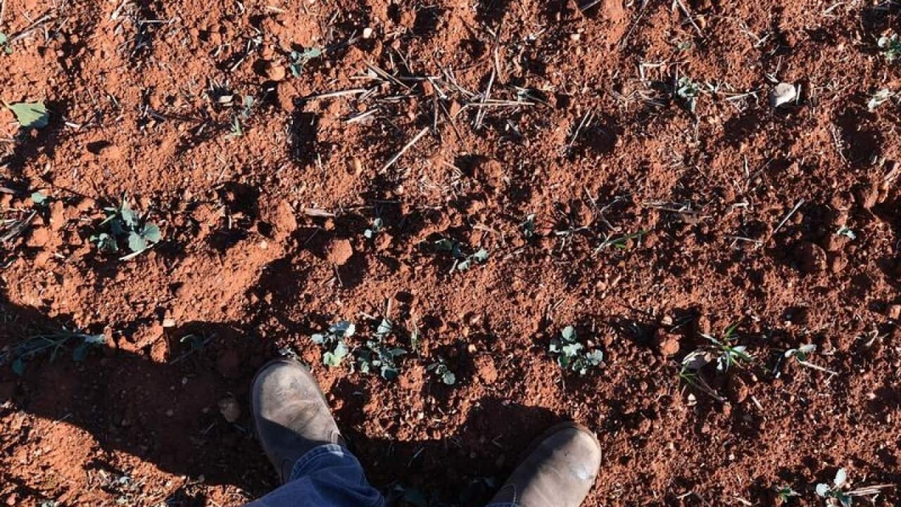 Neil Westcott's failed Canola crop near Parkes