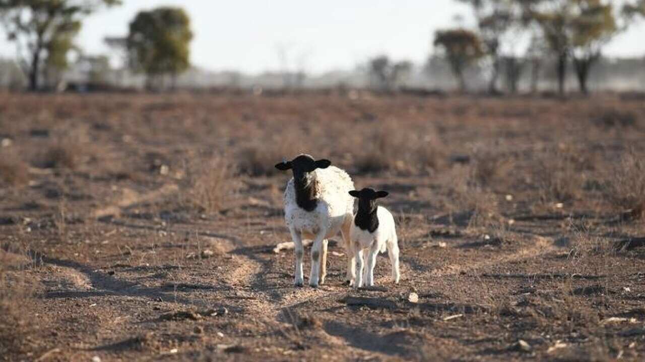 A sheep and her lamb are seen on drought affected land.