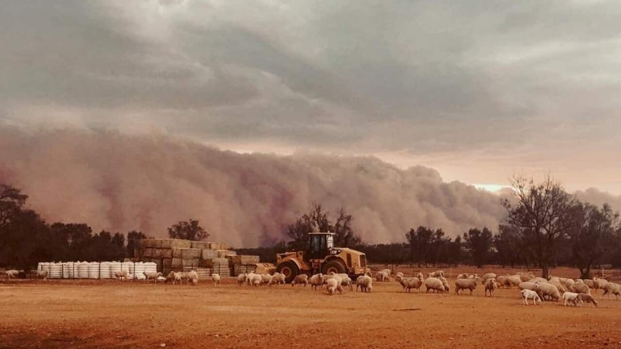 A cloud of dust approaches a heard of sheep.