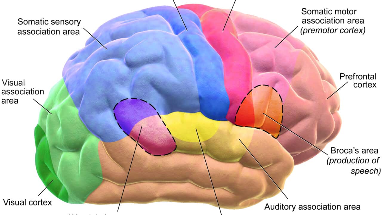 Sketch of Human Brain
