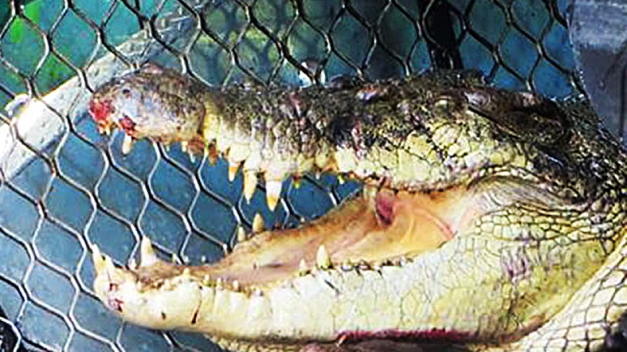 A 4.2 metre crocodile captured in the Haughton River at Giru.