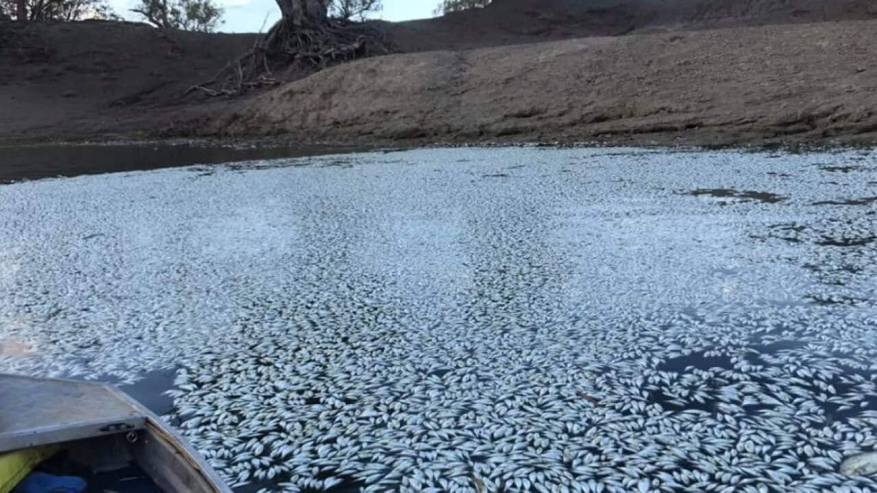 The NSW government has confirmed a second wave of fish deaths.