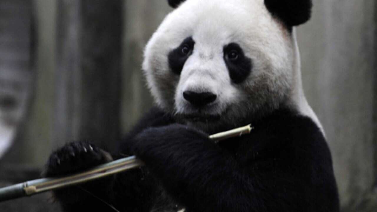 panda_091127_L_aap_1729733669