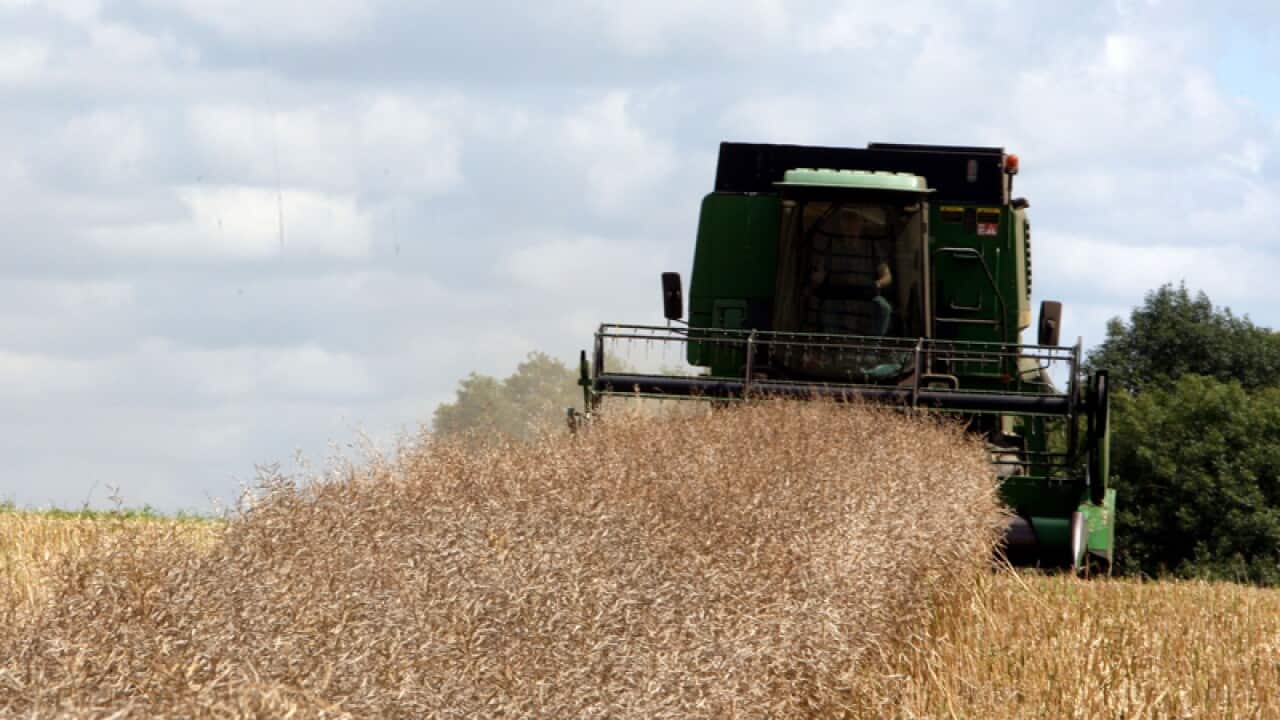 A farmer using a combine harvester